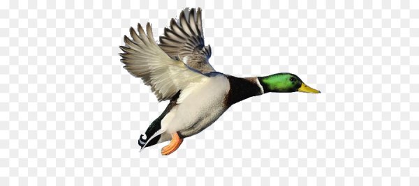 Утки в полете на белом фоне