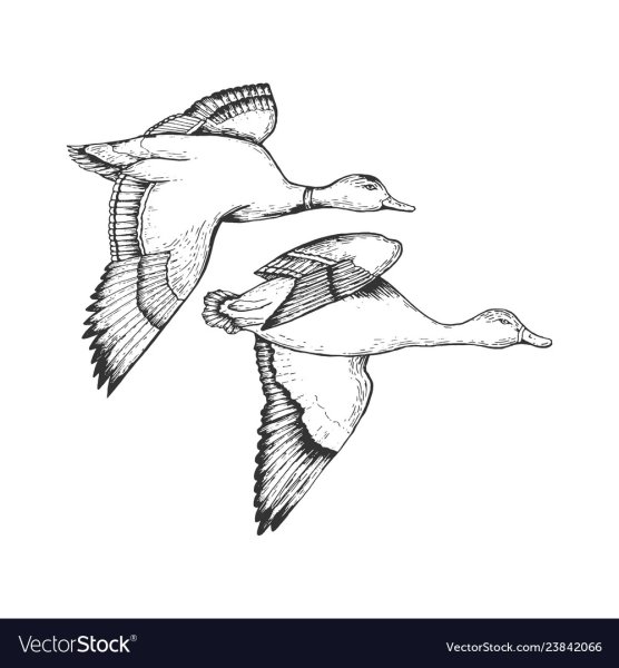 Утки в полете для раскраски