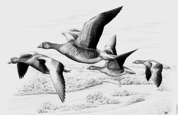 Гусь Графика