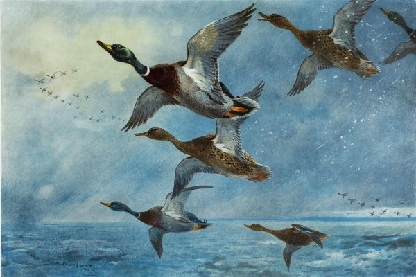 Торберн Арчибальд «утки»