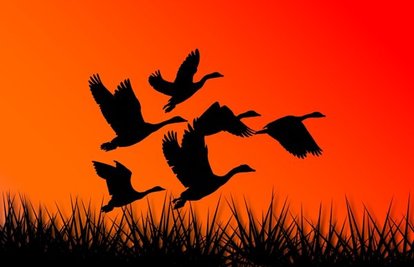 Силуэт летящих уток