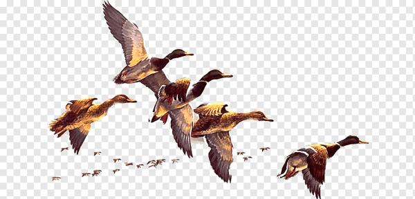 Птицы улетают на Юг на прозрачном фоне