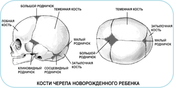Череп новорожденного ребенка вид сбоку