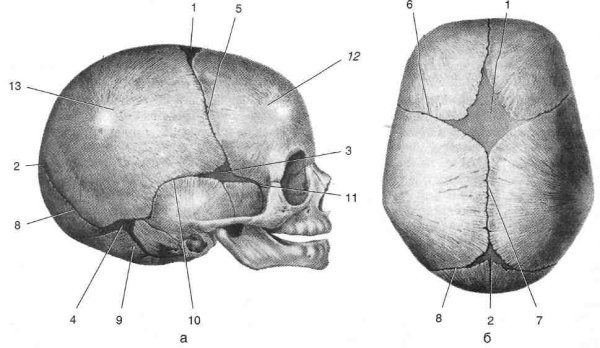 Швы и роднички черепа анатомия
