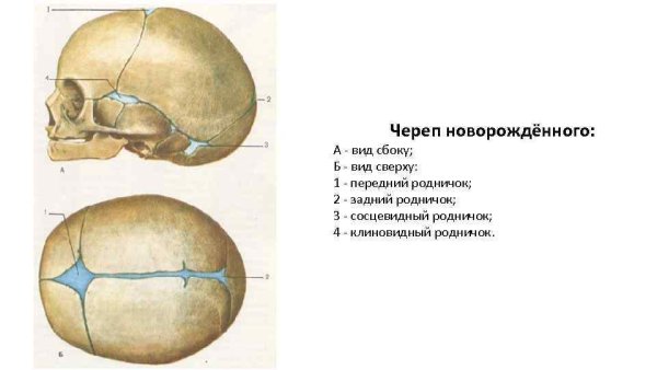Роднички черепа новорожденного анатомия