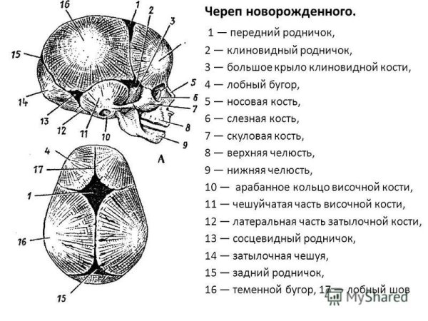 Передний Родничок черепа новорожденного