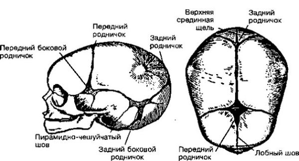 Швы и роднички головки новорожденного