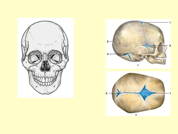 Строение черепа новорожденного швы роднички