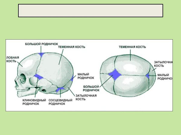 Роднички черепа новорожденного анатомия