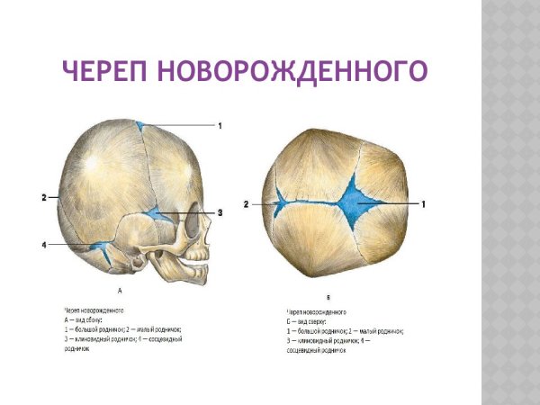 Роднички черепа новорожденного анатомия