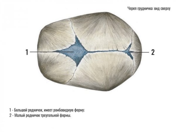 Швы черепа вид сбоку