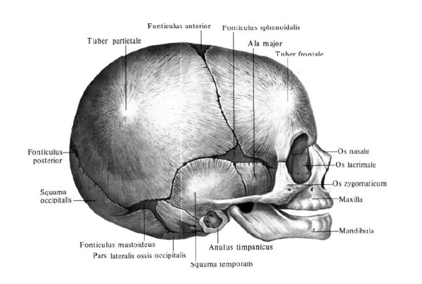 Череп новорожденного роднички Размеры головки новорожденного