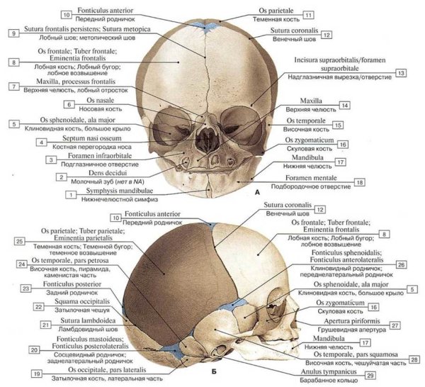 Швы и роднички черепа анатомия