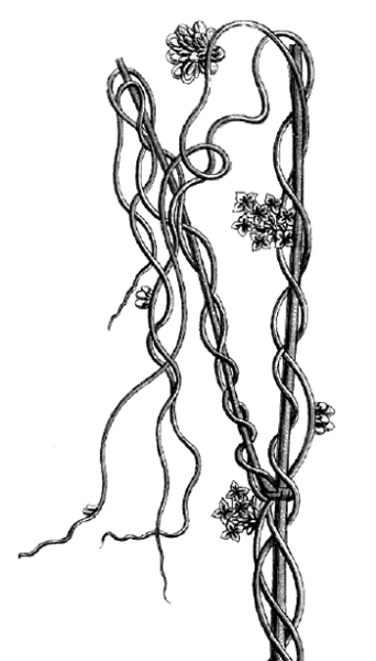 Повилика черно белая