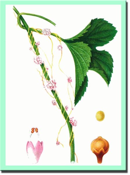 Повилика строение