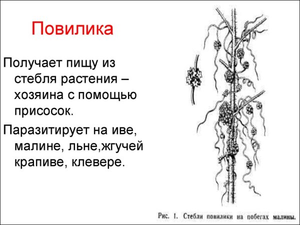 Повилика растение строение