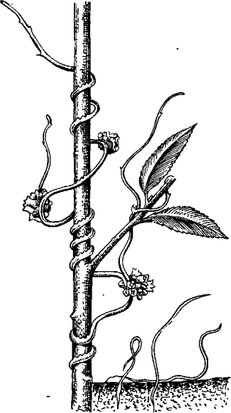 Гаустории повилики