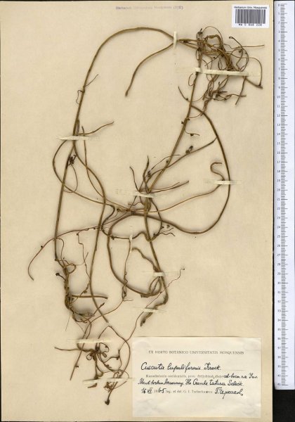 Повилика Полевая гербарий