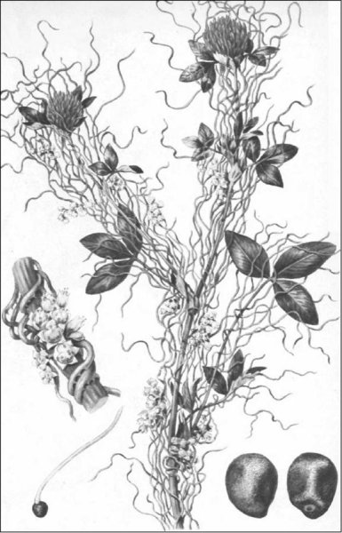 Повилика консумент