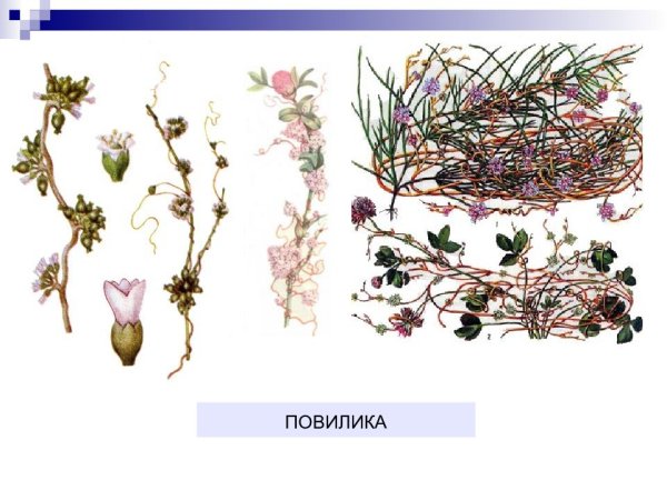 Повилика Клеверная