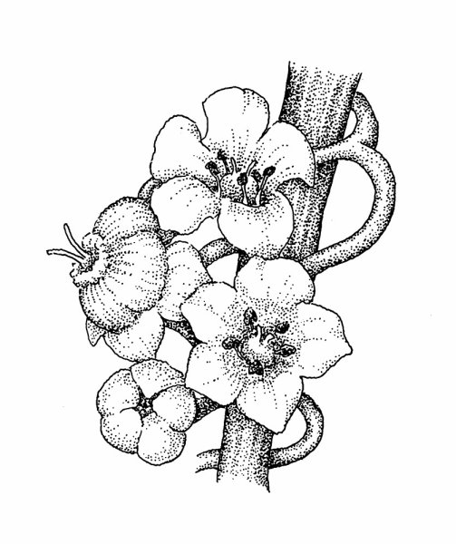 Раскраска повилика