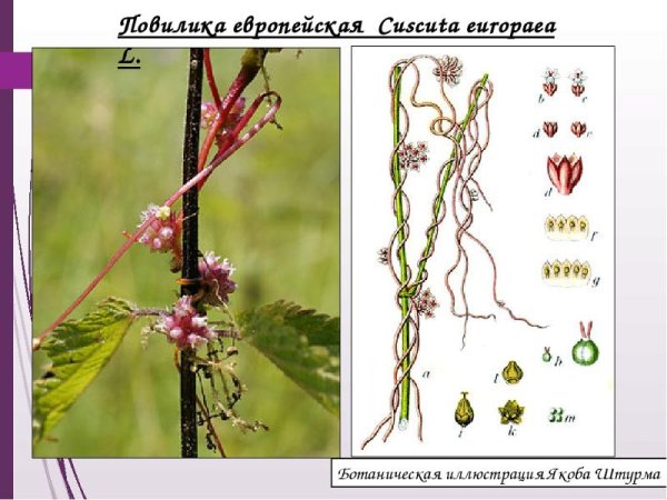 Повилика хмелевидная