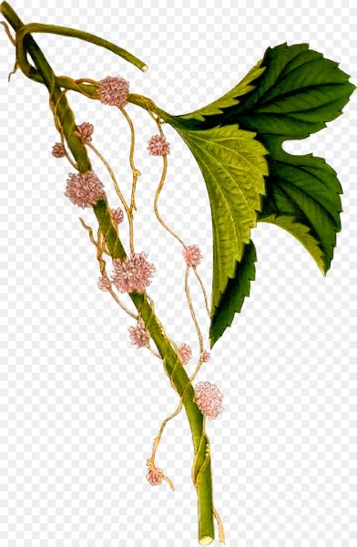 Повилика европейская