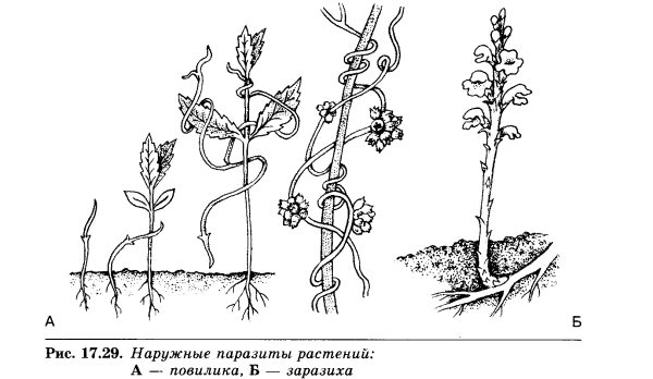 Повилика и заразиха