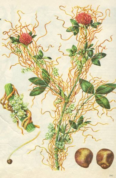 Повилика Полевая сорняк