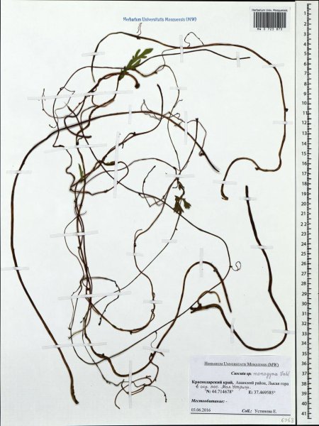 72. Повилика одностолбиковая
