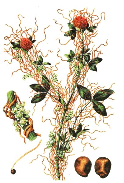 Повилика растение паразит