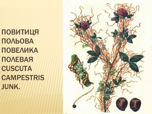 Повилика редуцент