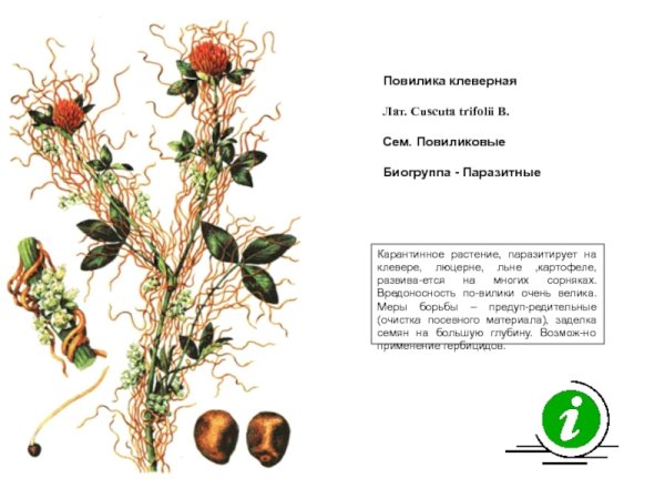 Повилика рисунок карандашом