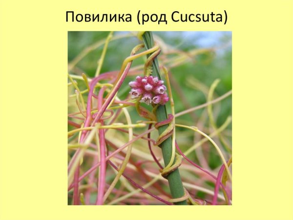 Cuscuta epilinum
