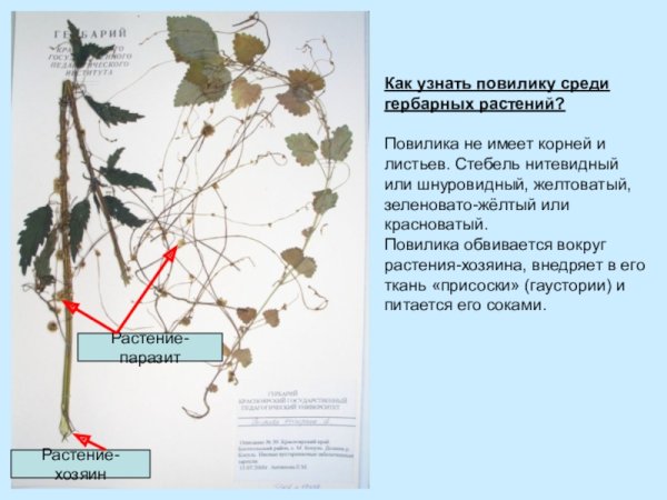 Повилика строение