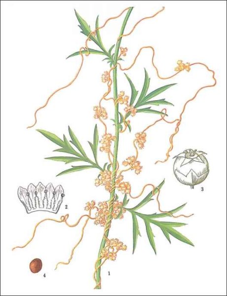 Корни-присоски гаустории повилик