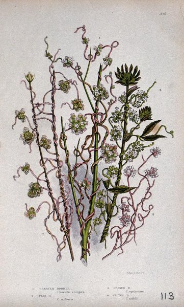 Корни присоски повилика