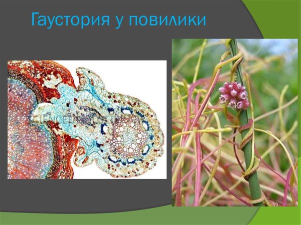 Корни прицепки повилика