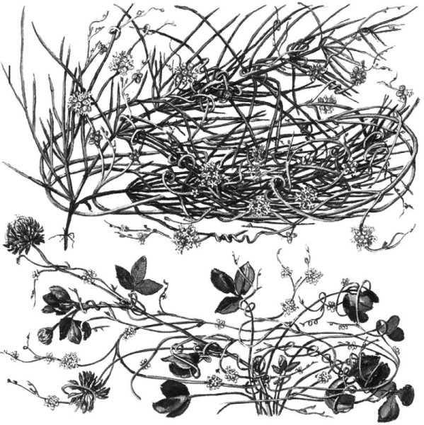 Повилика и Клевер