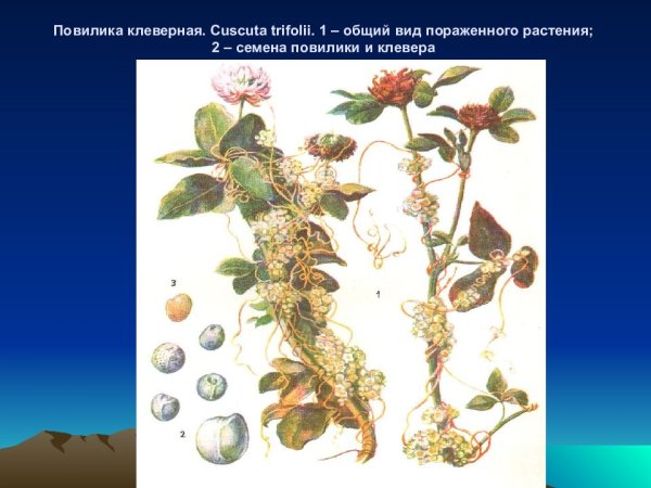 Гаустории видоизменение корня