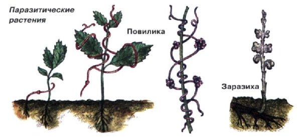 Гаустории повилики