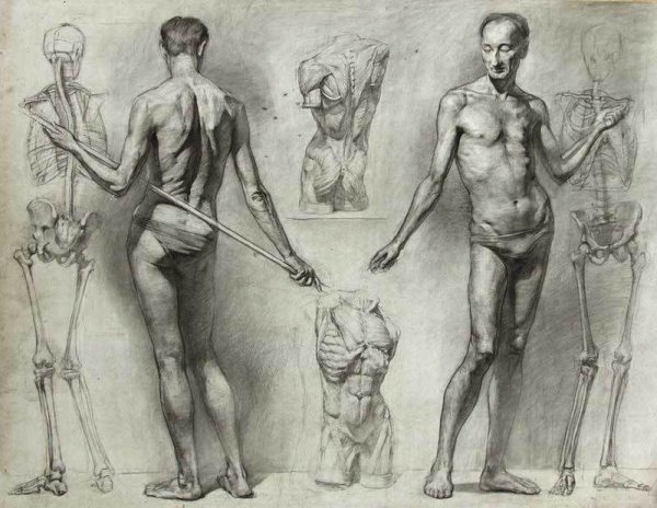 Гицеску пластическая анатомия