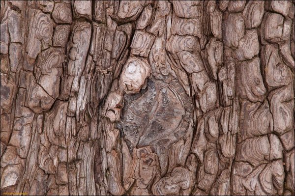 Фактура древесной коры