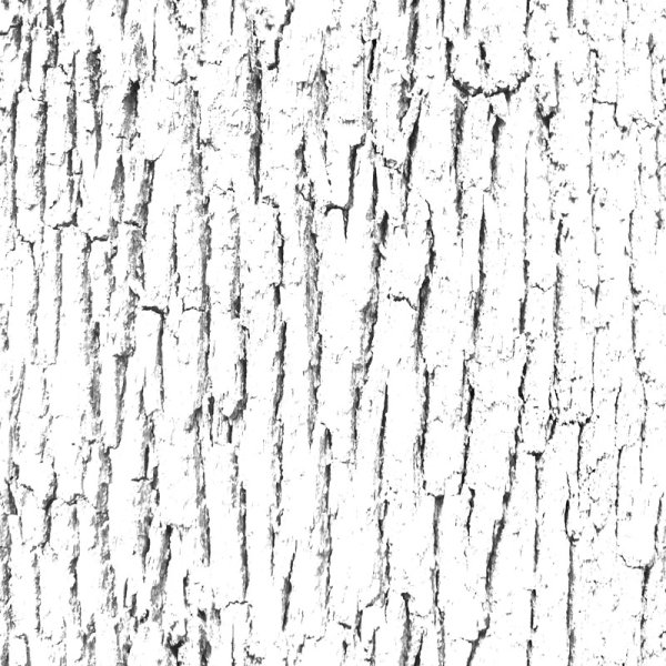 Рельеф коры дерева