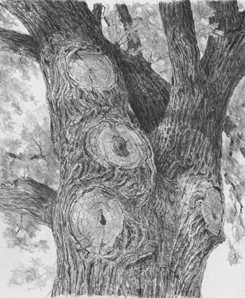 Рисование коры дерева