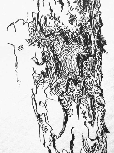 Зарисовка фактуры дерева