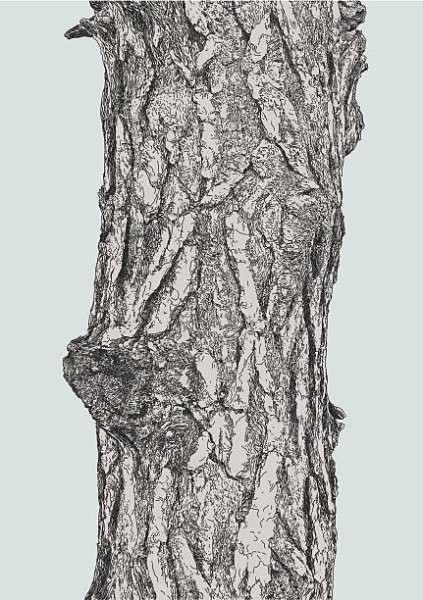 Кора дерева рисунок