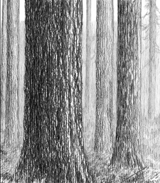 Рисование коры дерева