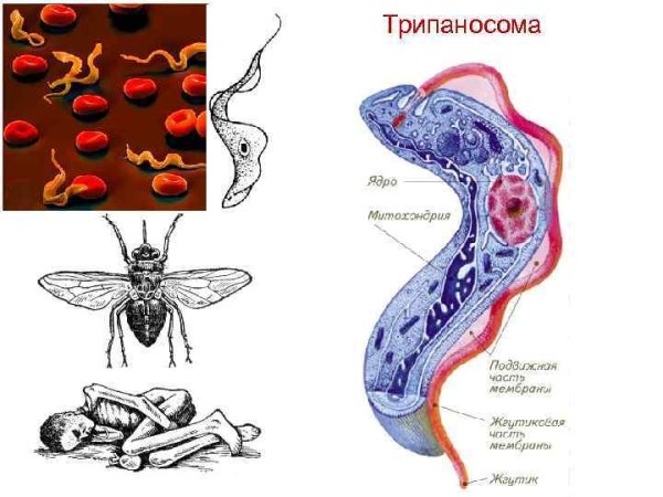 Сонная болезнь возбудитель трипаносома