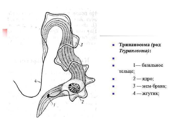 Трипаносома строение схема